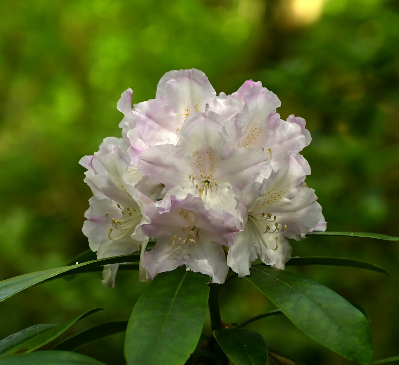 R. macrophyllum RB891